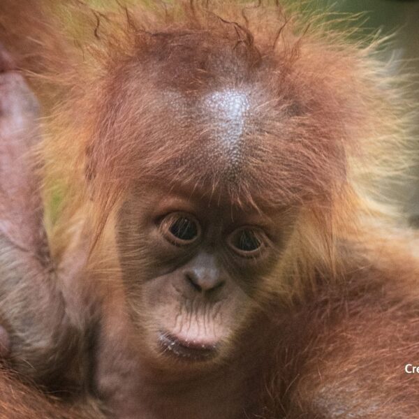 Can apes use their imagination and play make-believe?