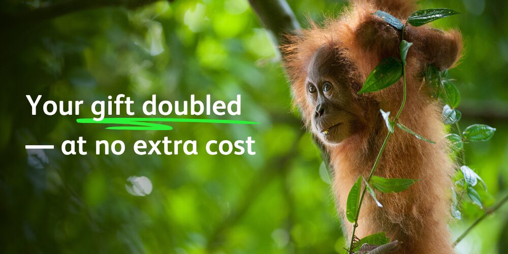 Protect wild orangutans