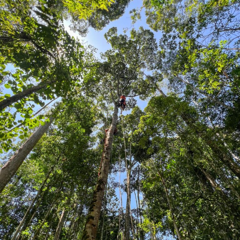 Forest Guardians: Meet Rikardo and Seddih