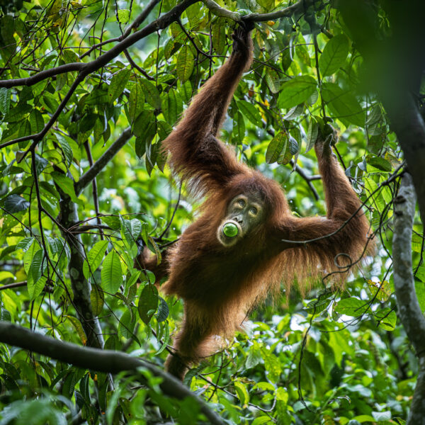 Female orangutans crop-raid more often than males, study finds