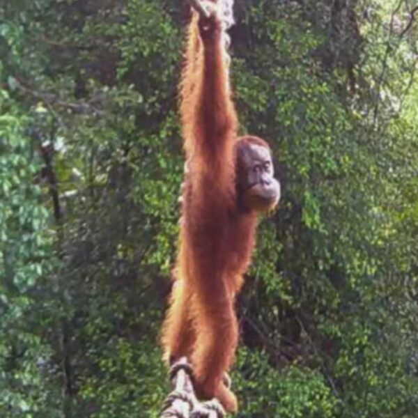 World First: Sumatran Orangutan Uses Canopy Bridge to Overcome Forest Fragmentation