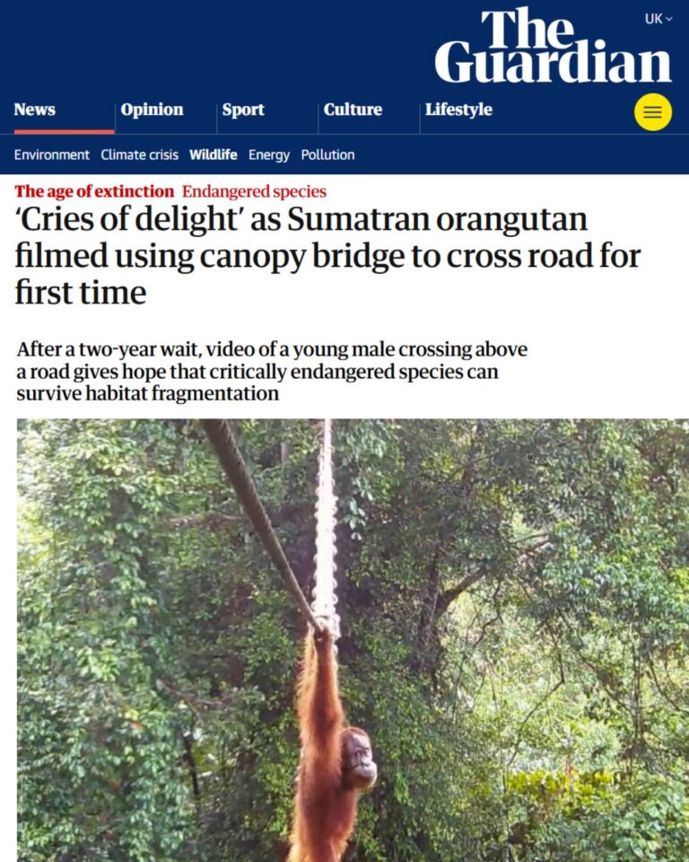Reconnecting the Rainforest in Sumatra