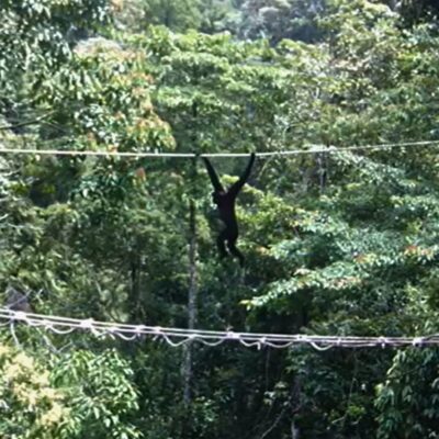 Reconnecting the Rainforest in Sumatra