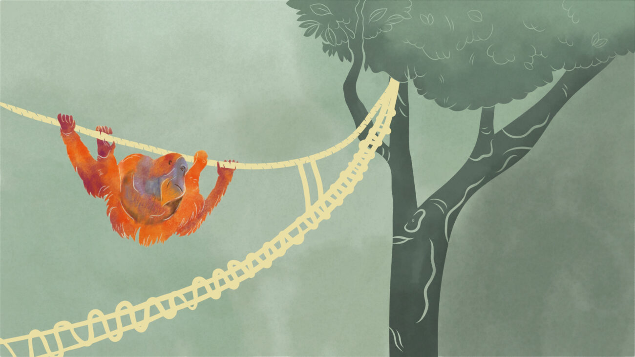 Reconnecting the Rainforest in Sumatra