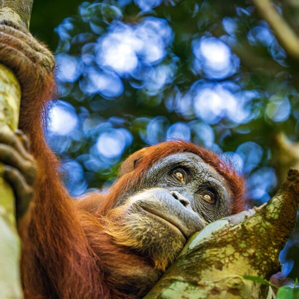 Pesek: Orangutan Gives Birth to Her Seventh Child