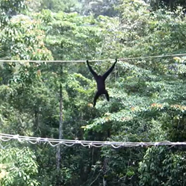 Answering Your Questions About Canopy Bridges