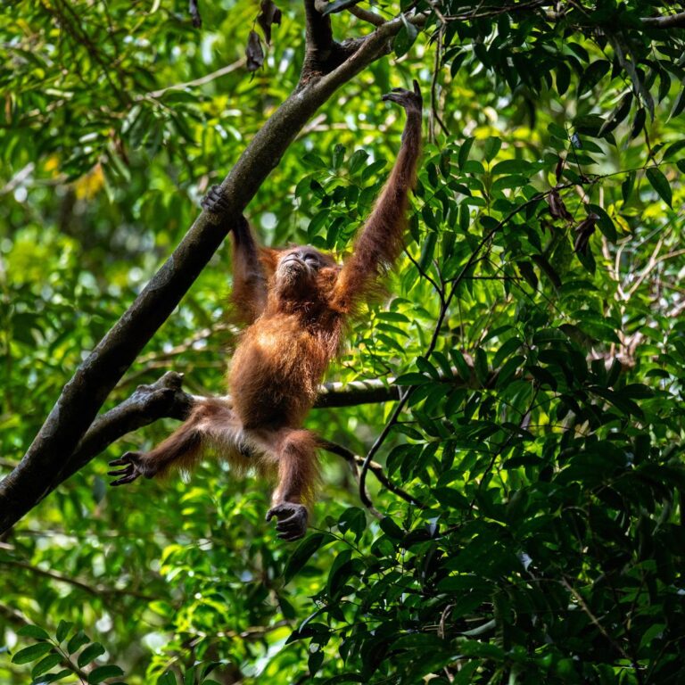 Answering Your Questions About Canopy Bridges