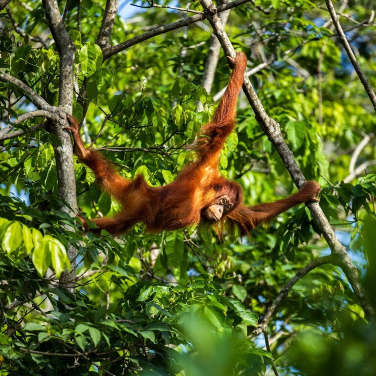 Answering Your Questions About Canopy Bridges