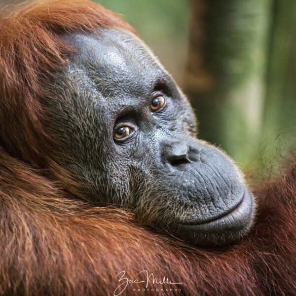 Humans mimic the facial expressions of our primate cousins
