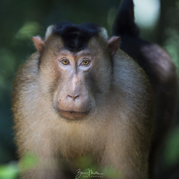 Meet the Southern Pig-Tailed Macaque