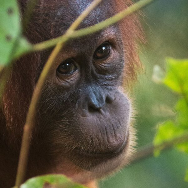 Orangutan Translocation? Here’s Why Communities Must Be Central to Conservation
