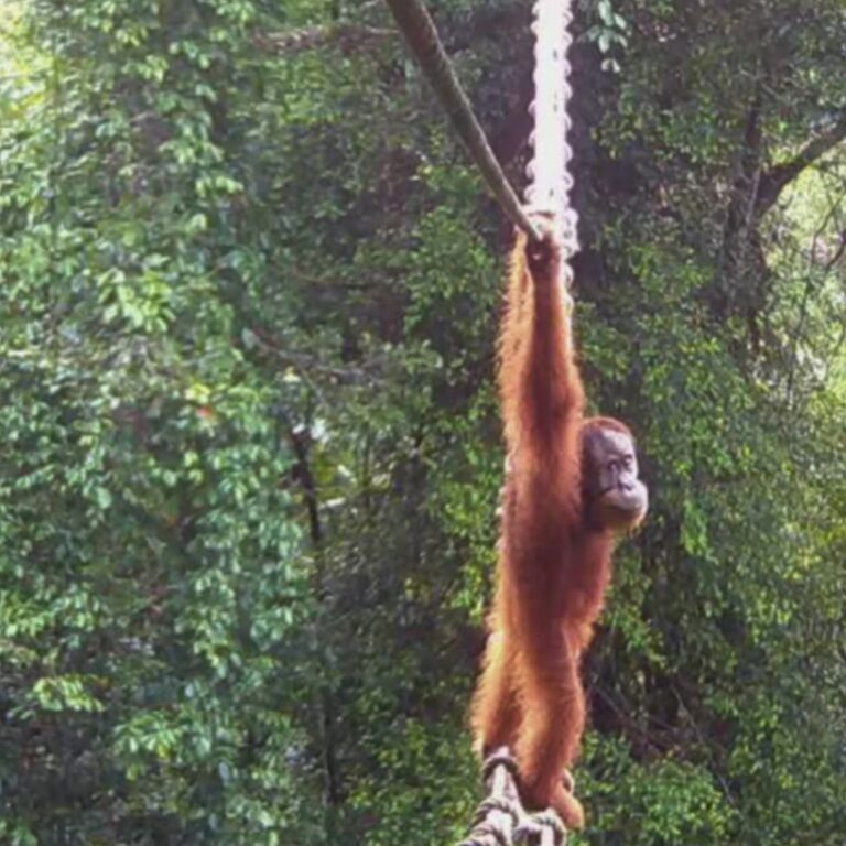 Answering Your Questions About Canopy Bridges