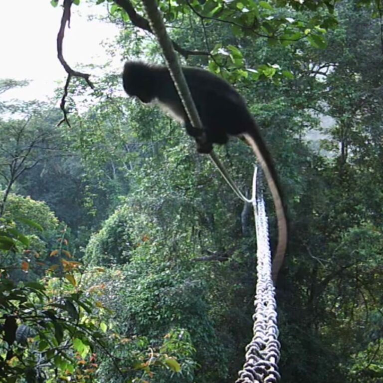 Answering Your Questions About Canopy Bridges