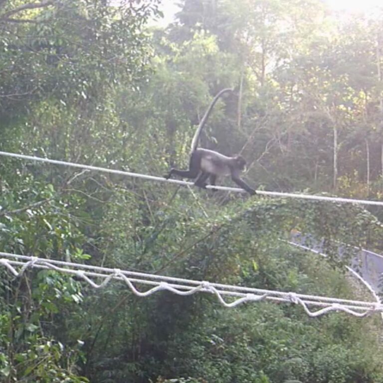 Answering Your Questions About Canopy Bridges