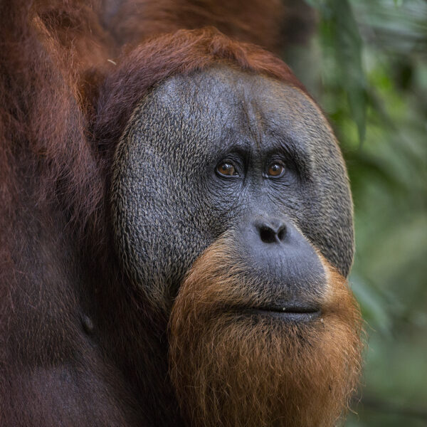 Male orangutans don't commit infanticide. Why?