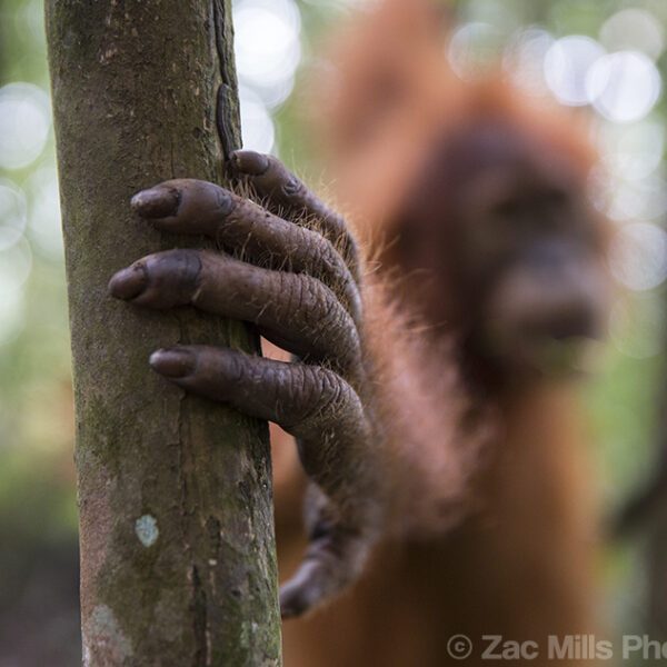 Why are most people right-handed? Do orangutans have a favourite hand, too?