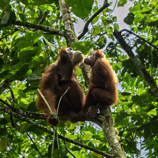 Let’s Talk about Anthropology in Orangutan Conservation