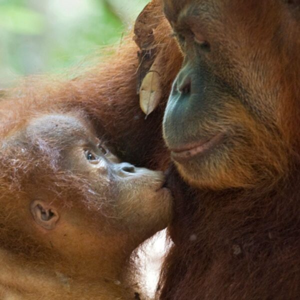 Orangutans breastfeed longer than any other mammal. Here’s why.