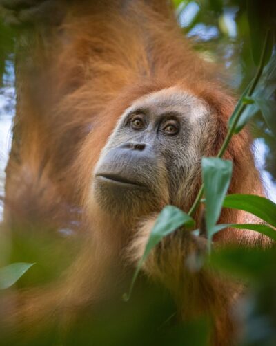 New research reveals top threats to Tapanuli orangutans