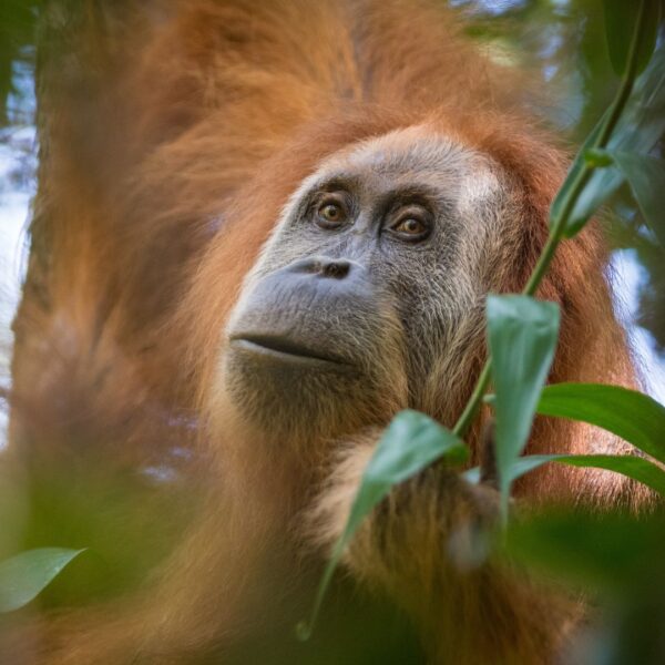 New research reveals top threats to Tapanuli orangutans