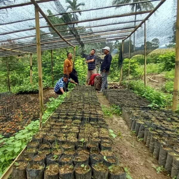 Cacao, Camphor and Coffee – How Agroforestry Protects Orangutans
