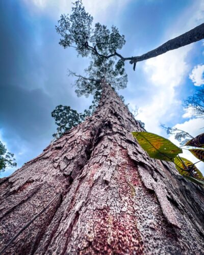 Cacao, Camphor and Coffee – How Agroforestry Protects Orangutans