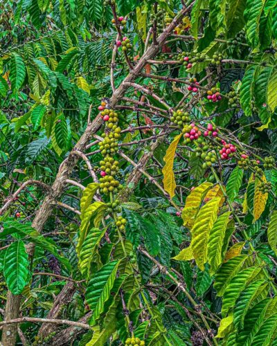 Cacao, Camphor and Coffee – How Agroforestry Protects Orangutans