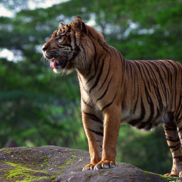 Why are orangutans and tigers orange?