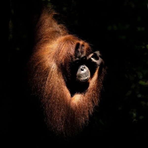 Shh! How silence may have sparked complex communication