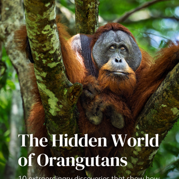 International Orangutan Day 2026: Free Download