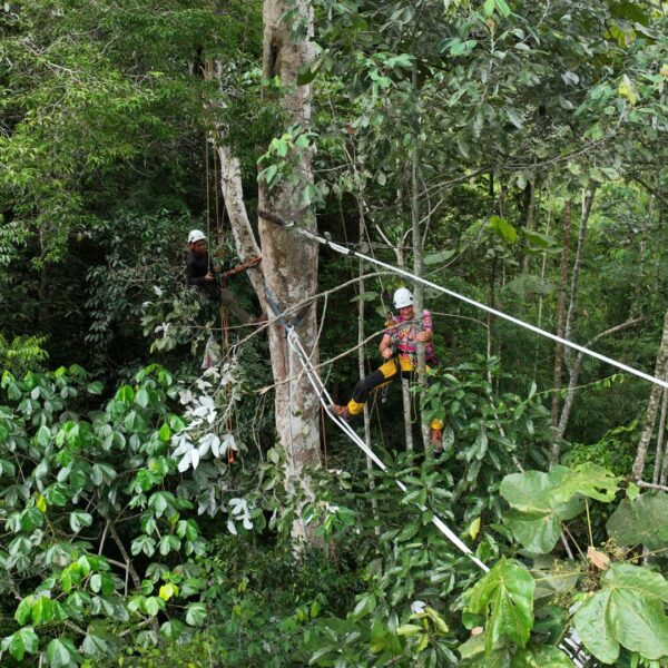 Two new canopy bridges! We’re expanding our programme in Sumatra