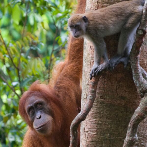 What happens when monkeys and apes adopt other animals?