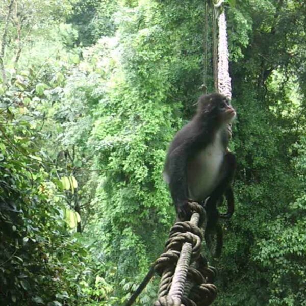 New Footage Reveals Just How Busy Sumatra's Canopy Bridges Really Are