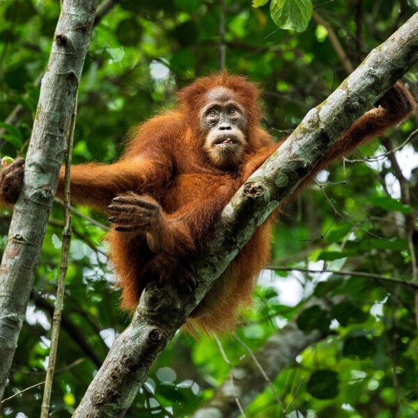 Community forests can protect rare animals – but connectivity is key!