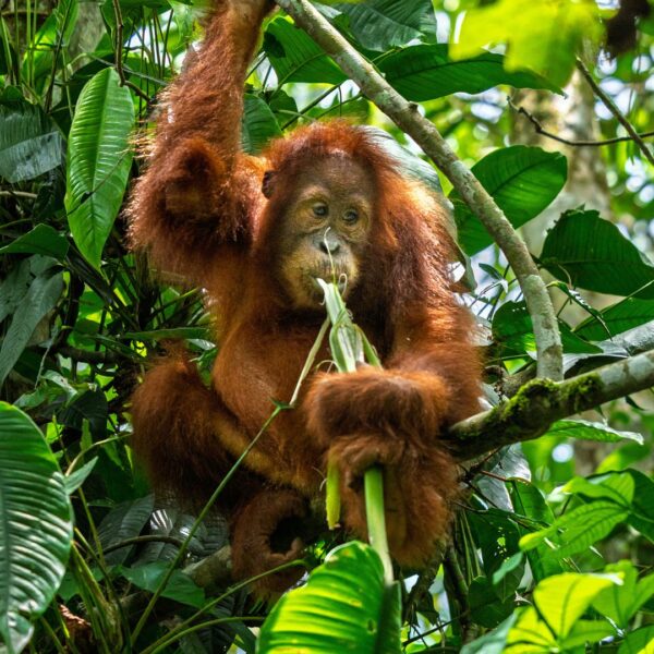 Orangutans self-medicate with parasite fighting plants