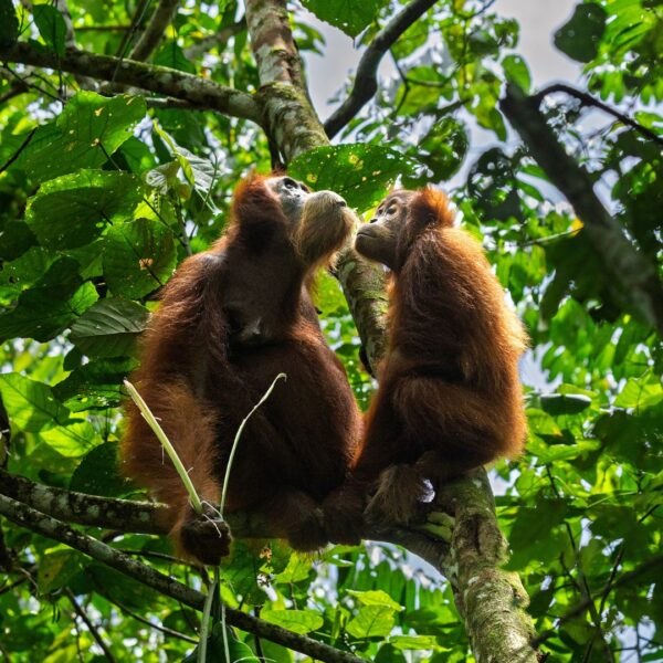 How do great apes manage social stress and keep the peace?