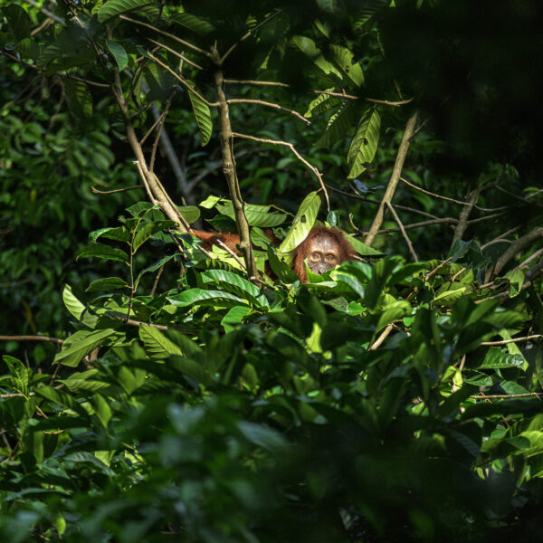 Engineering a good night’s sleep – how  do apes build nests?
