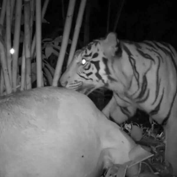 Responding to human-tiger conflict in Sumatra