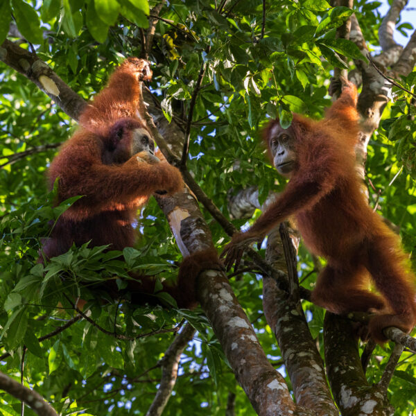 How eight years of social learning shapes orangutan survival