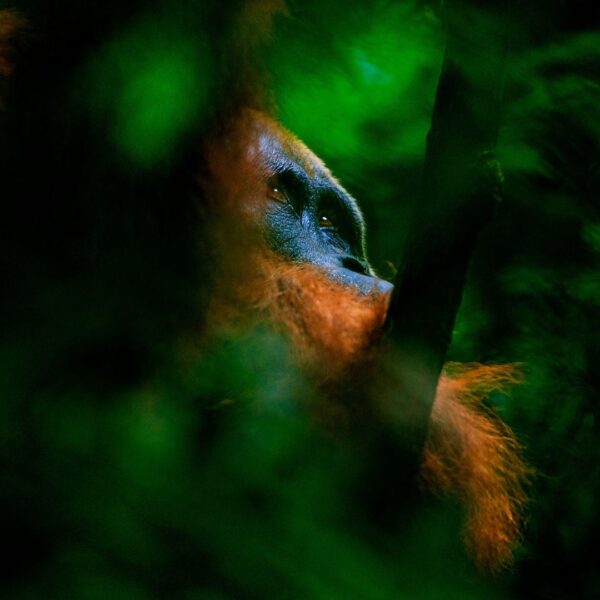 How myths and legends can protect wild orangutans