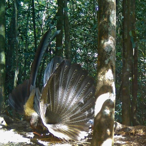 Discovering the hidden wonders of Sumatra’s rainforests